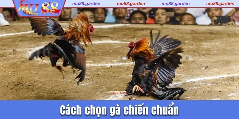 Cách chọn gà chiến chuẩn