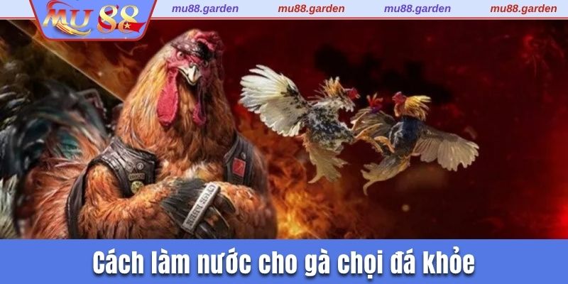 cách làm nước cho gà chọi