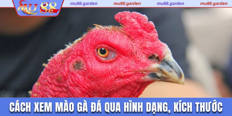 Cách xem mào gà đá chuẩn xác qua kích thước và hình dáng