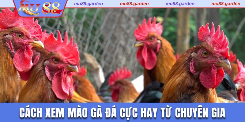 Cách xem mào gà đá