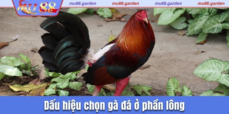 Dấu hiệu chọn gà đá ở phần lông