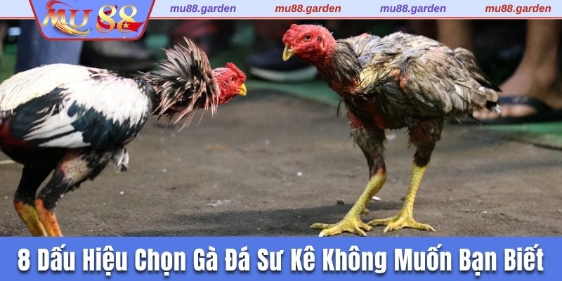 Dấu hiệu chọn gà