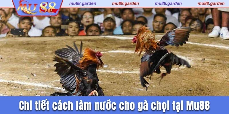 Hướng dẫn cách làm nước cho gà chọi chi tiết 