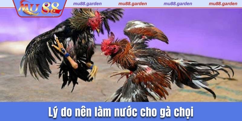 Làm nước để duy trì thể lực của chiến kê 