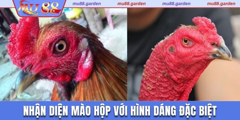 Nhận diện mào hộp với hình dáng đặc biệt