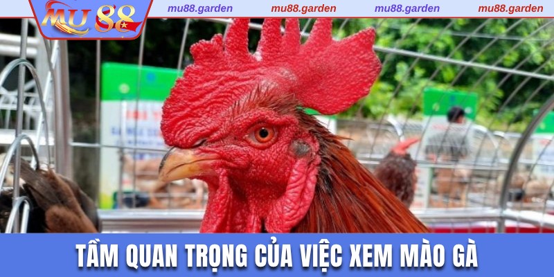 Tổng quan tầm quan trọng của việc xem mồng gà đá