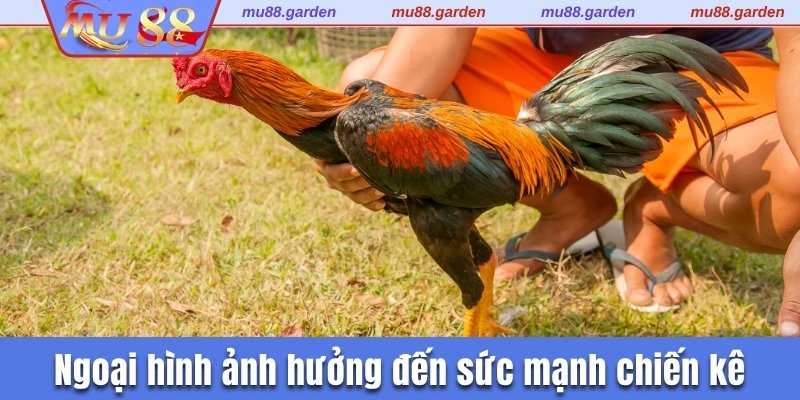 Yếu tố ngoại hình ảnh hưởng đến sức mạnh chiến kê